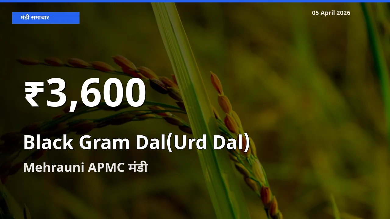 Mehrauni APMC में उड़द दाल ₹3,600 पर गिरा – 30 दिन का न्यूनतम भाव