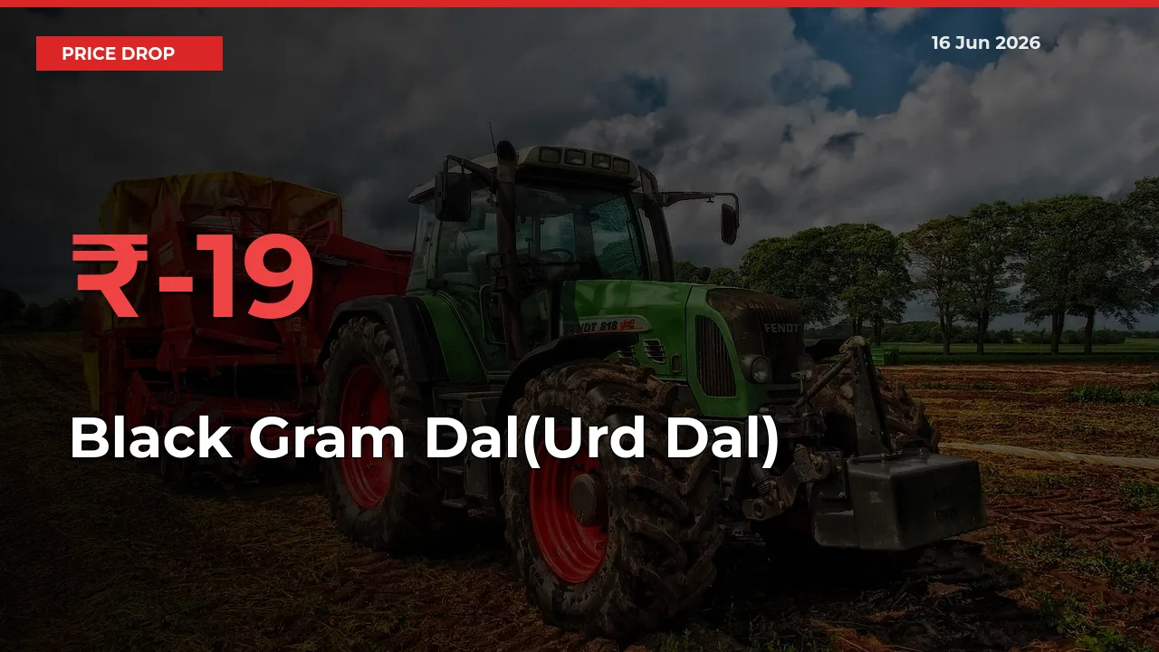 Why Black Gram Dal(Urd Dal) Prices Fell 19.39% in a Day at Mandis