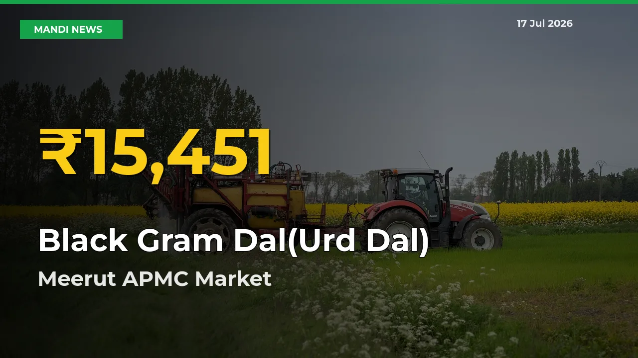 Black Gram Dal(Urd Dal) Prices Soar to Record High in Meerut APMC – Farmers Alert Today