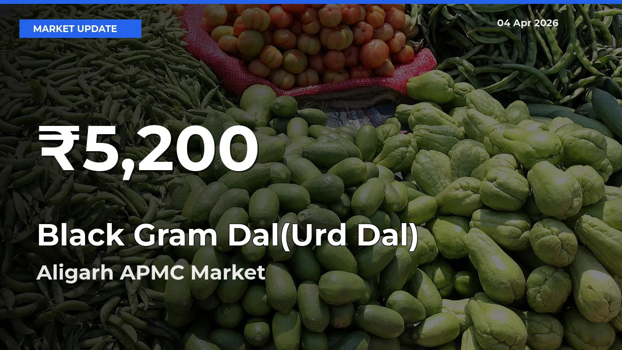 Black Gram Dal(Urd Dal) Prices Touch 30-Day Low in Aligarh APMC – April 04 Update