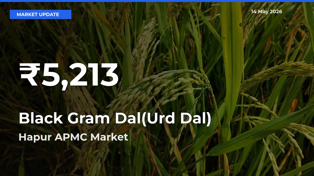 Black Gram Dal(Urd Dal) Falls to ₹5,213 in Hapur APMC – 30-Day Lowest Rate