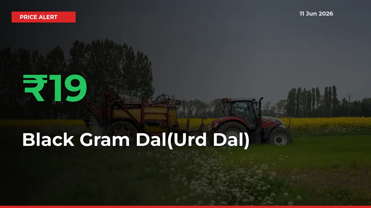 Sharp Jump! Black Gram Dal(Urd Dal) Prices Climb 19.15% in 24 Hours at Key Mandis