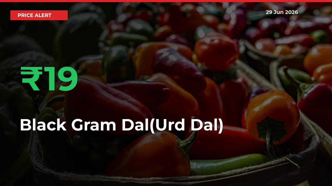 Black Gram Dal(Urd Dal) Prices Rise 19.13% in a Day at Major Mandis