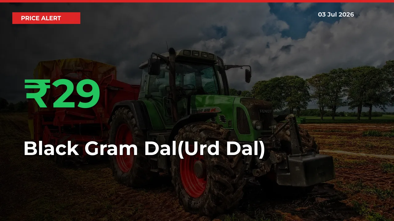 Black Gram Dal(Urd Dal) Mandi Rate Today: Prices Jump 29.39% at Market