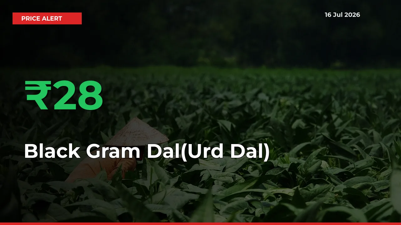 Black Gram Dal(Urd Dal) Prices Rise 28.06% in a Day at Major Mandis