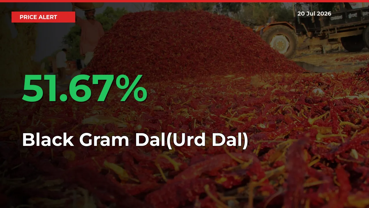 Black Gram Dal(Urd Dal) Rises 51.67% at Mandis