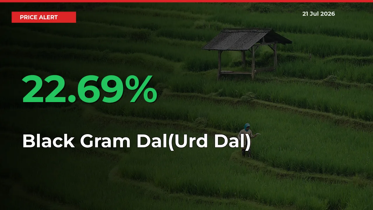 Black Gram Dal(Urd Dal) Mandi Rate Today: Prices Jump 22.69% at Market