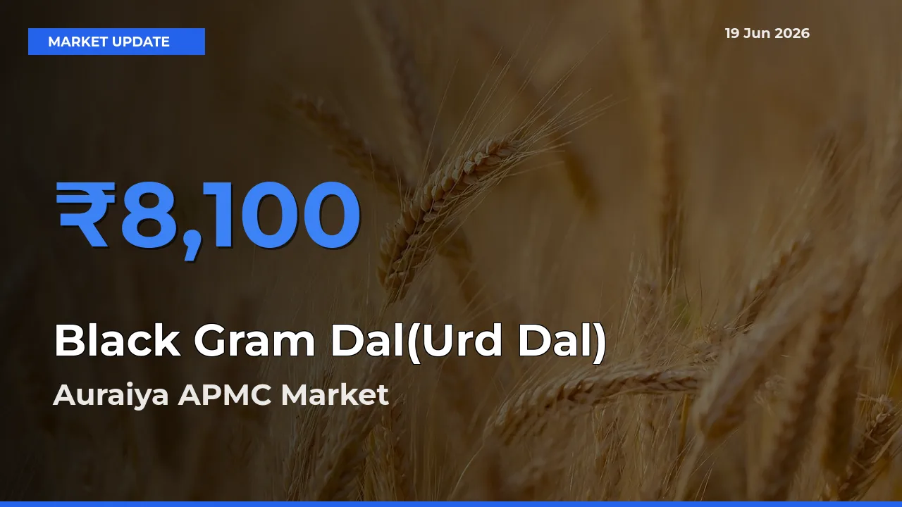 Auraiya APMC Leads as Top Mandi for Black Gram Dal(Urd Dal) Prices