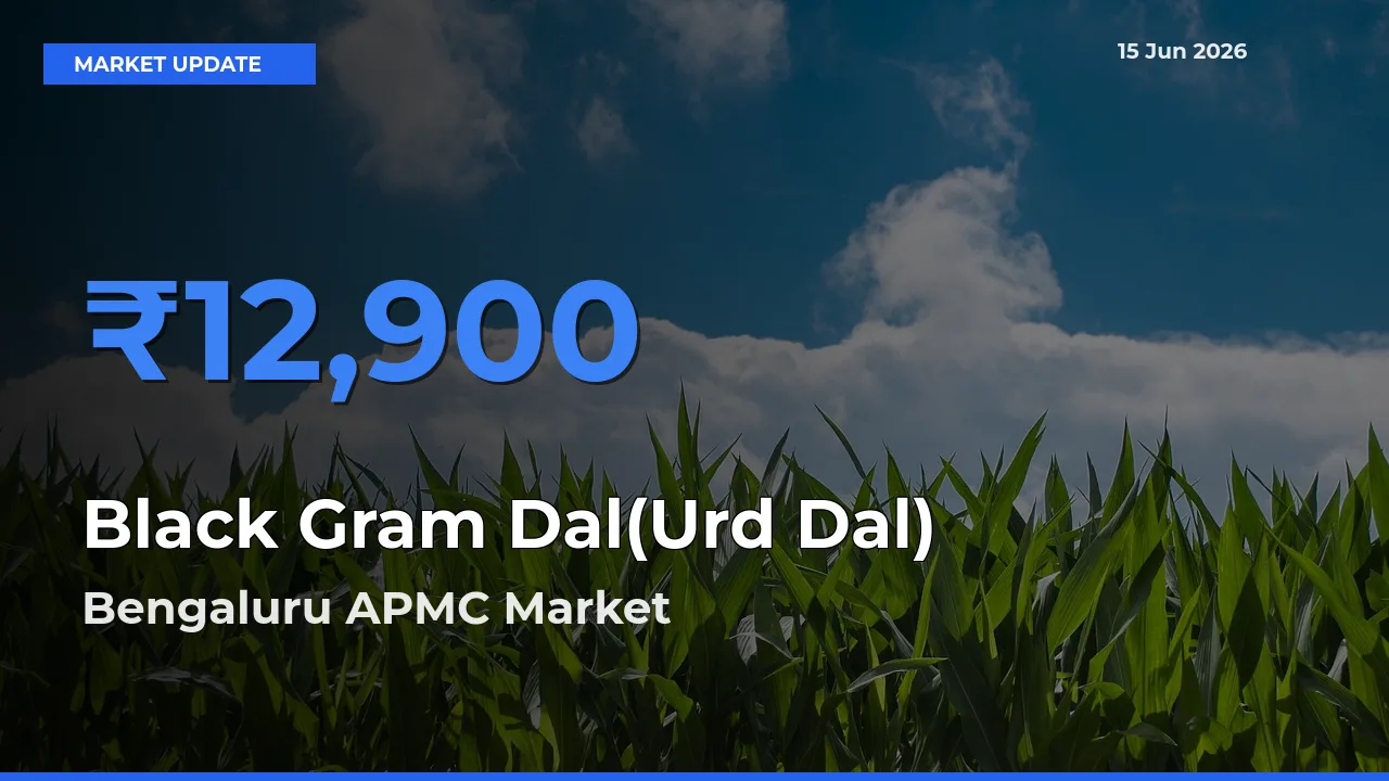 Bengaluru APMC Records Highest ₹12,900 Rate for Black Gram Dal(Urd Dal)