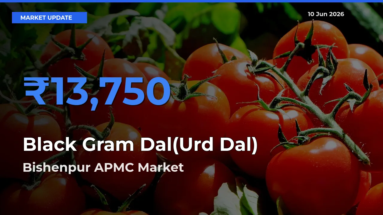 Bishenpur APMC Offers ₹13,750 – Highest Black Gram Dal(Urd Dal) Rate Today