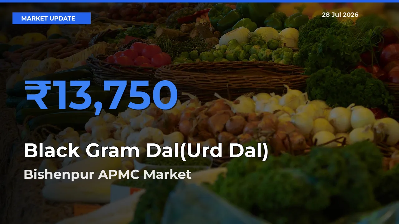 Bishenpur APMC, Bishnupur, Manipur Leads as Top Mandi for Black Gram Dal(Urd Dal) Prices