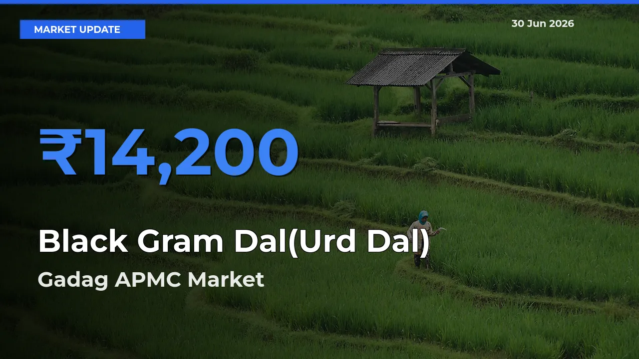Black Gram Dal(Urd Dal) Mandi Rate Today: Gadag APMC Tops the List