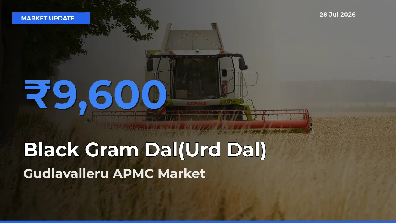 Black Gram Dal(Urd Dal) Mandi Rate Today: Gudlavalleru APMC, Krishna, Andhra Pradesh Tops the List