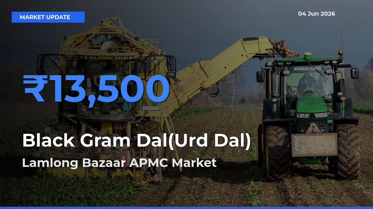 Lamlong Bazaar APMC Offers ₹13,500 – Highest Black Gram Dal(Urd Dal) Rate Today