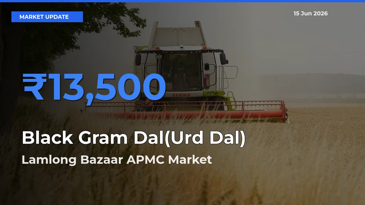 Lamlong Bazaar APMC Records Highest ₹13,500 Rate for Black Gram Dal(Urd Dal)
