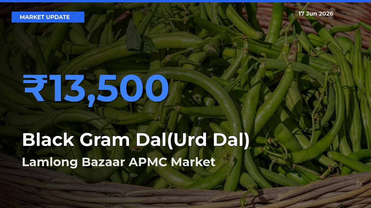 Farmers Prefer Lamlong Bazaar APMC as Black Gram Dal(Urd Dal) Hits Highest Rate