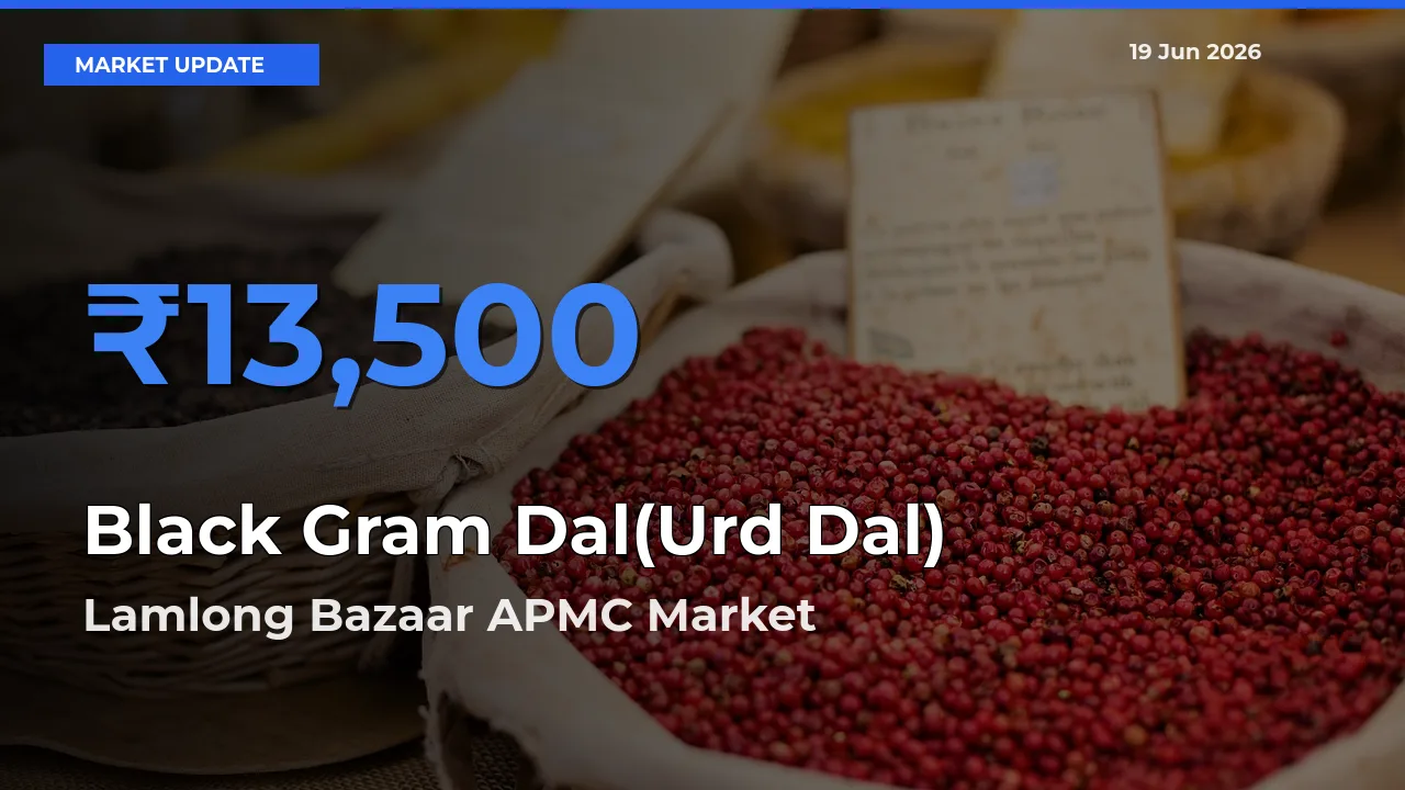 Lamlong Bazaar APMC Offers ₹13,500 – Highest Black Gram Dal(Urd Dal) Rate Today