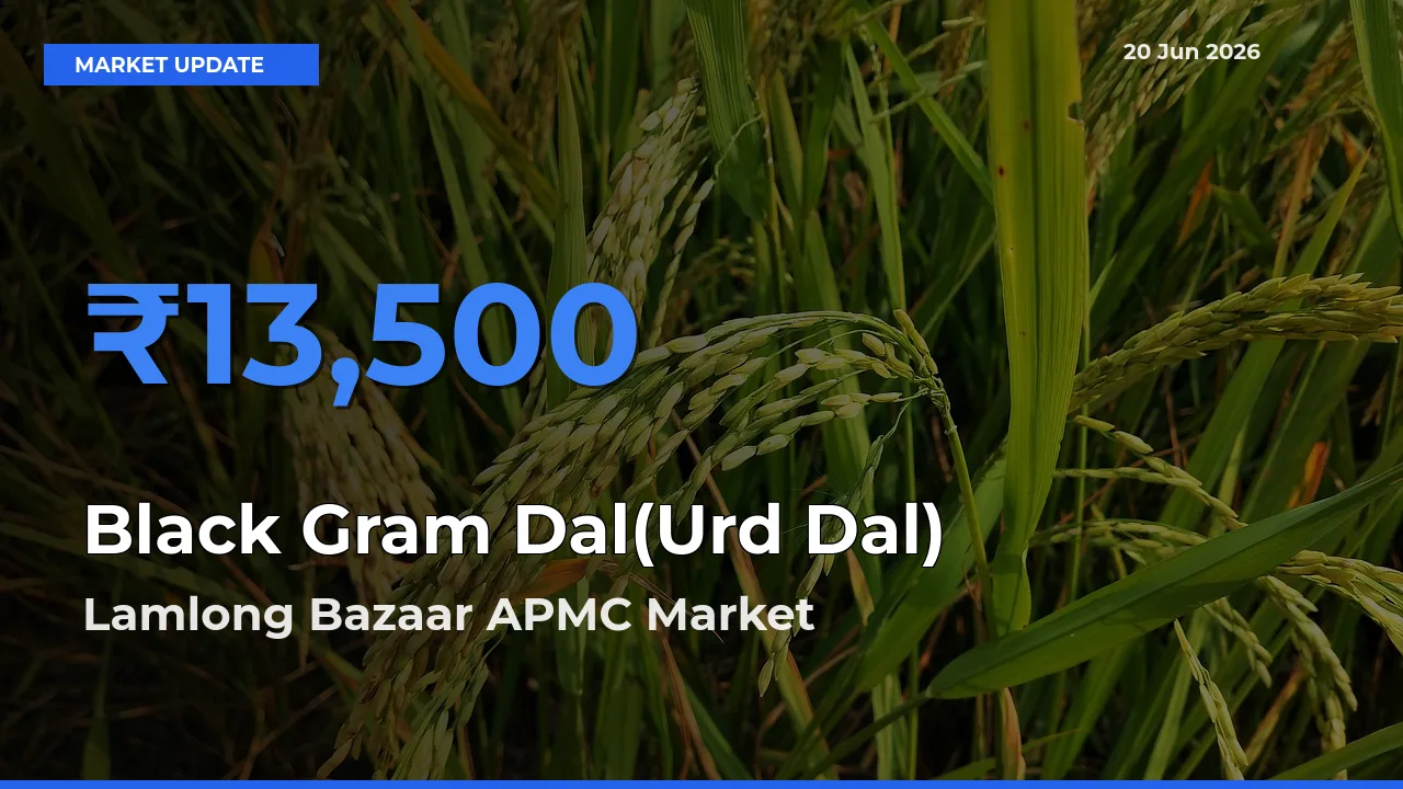 Lamlong Bazaar APMC Records Highest ₹13,500 Rate for Black Gram Dal(Urd Dal)
