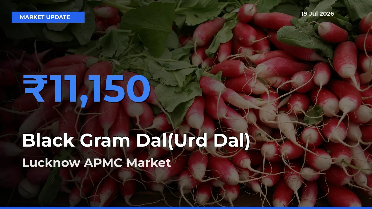 Lucknow APMC Emerges as Top Mandi for Black Gram Dal(Urd Dal) Prices Today