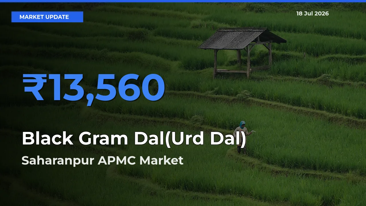 Saharanpur APMC Emerges as Top Mandi for Black Gram Dal(Urd Dal) Prices Today