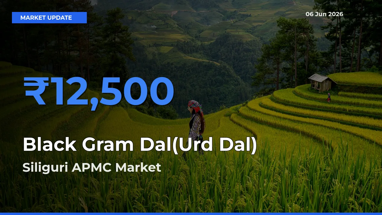 Market Watch: Siliguri APMC Becomes Top Mandi for Black Gram Dal(Urd Dal)