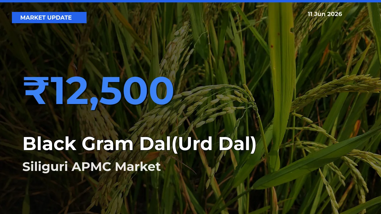 Market Watch: Siliguri APMC Becomes Top Mandi for Black Gram Dal(Urd Dal)