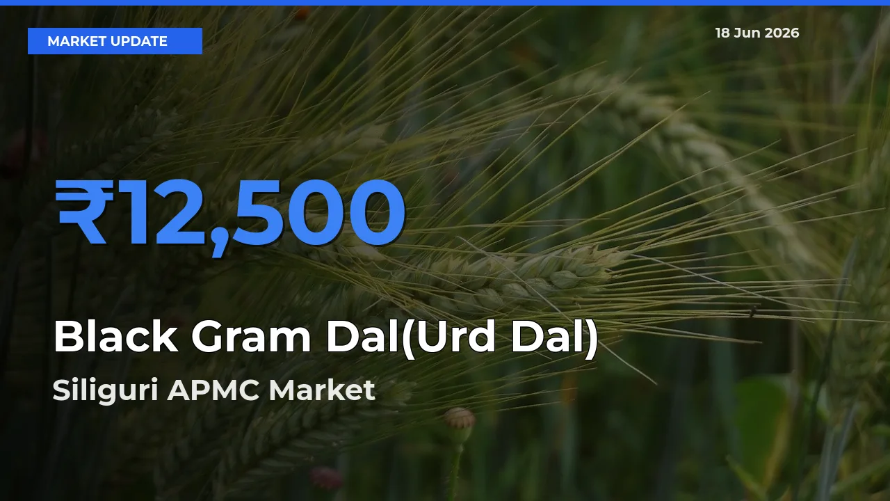 Siliguri APMC Tops Black Gram Dal(Urd Dal) Mandi Rates Today