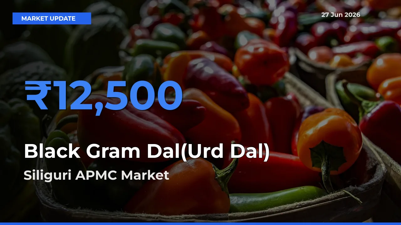 Siliguri APMC Records Highest ₹12,500 Rate for Black Gram Dal(Urd Dal)