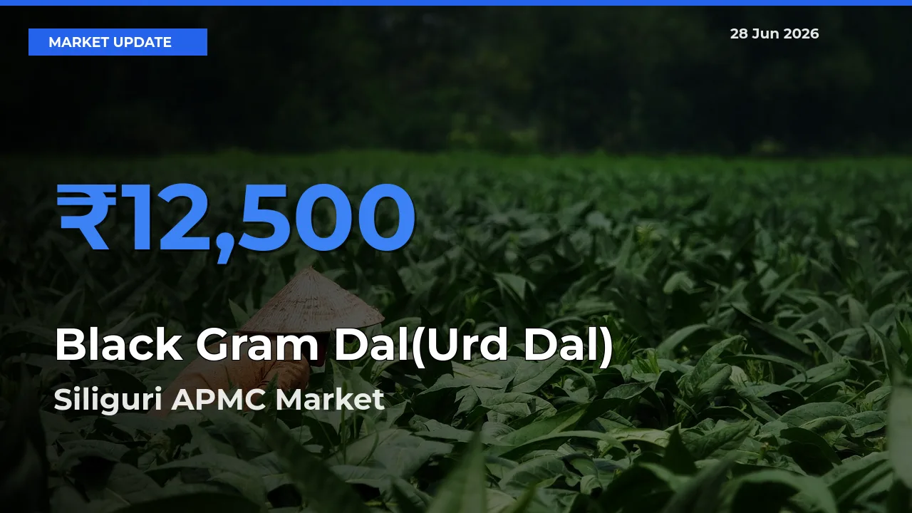 Siliguri APMC Leads as Top Mandi for Black Gram Dal(Urd Dal) Prices