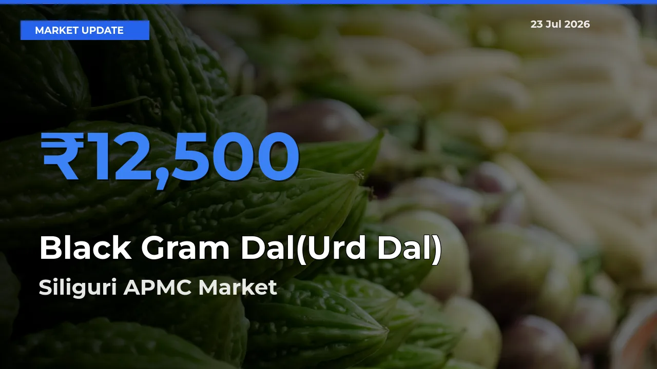 Farmers Prefer Siliguri APMC as Black Gram Dal(Urd Dal) Hits Highest Rate
