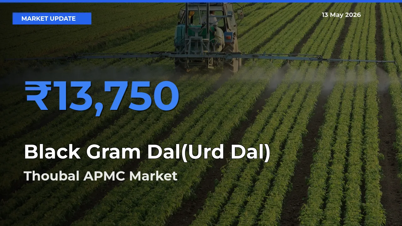 Thoubal APMC Emerges as Top Mandi for Black Gram Dal(Urd Dal) Prices Today