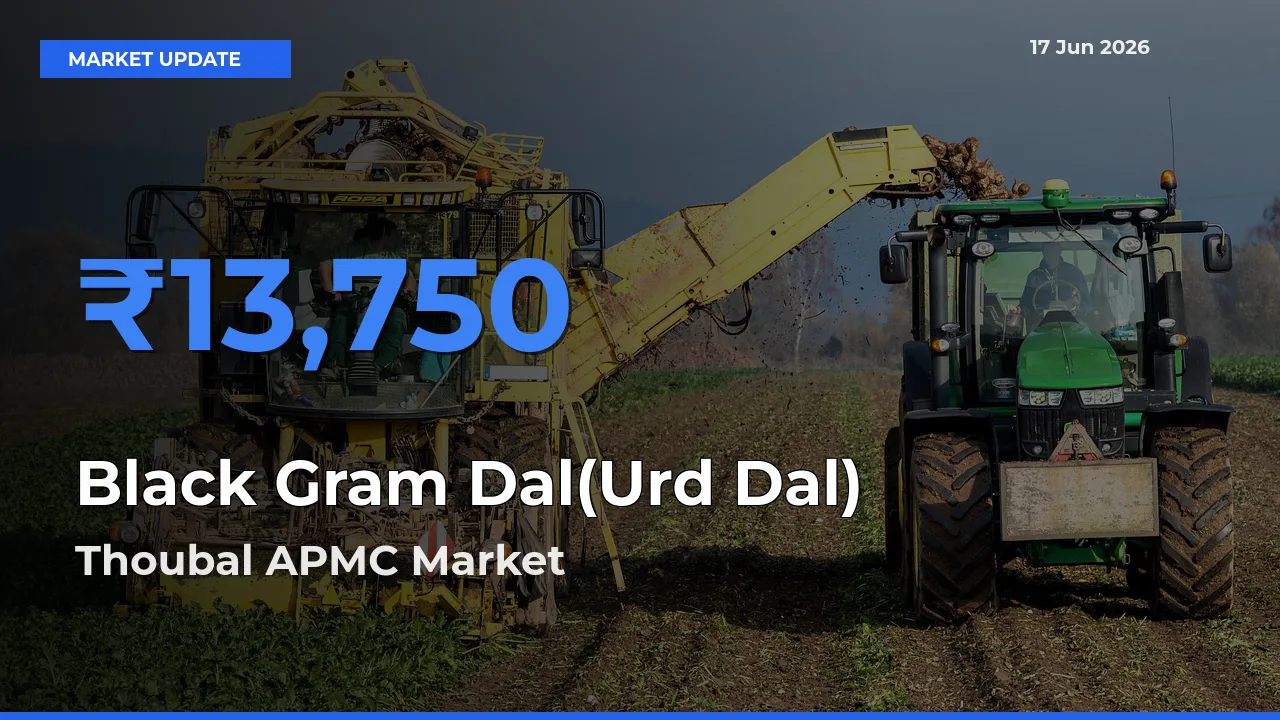 Thoubal APMC Tops Black Gram Dal(Urd Dal) Mandi Rates Today