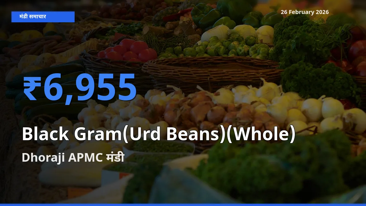 Dhoraji APMC मंडी में Black Gram(Urd Beans)(Whole) ₹6,955 पर पहुँचा – आज का सर्वोच्च भाव