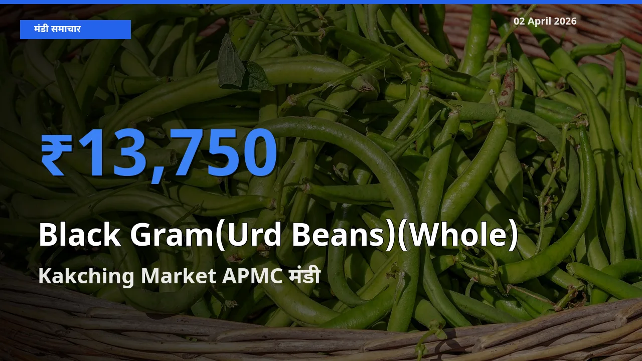 02 April अपडेट: साबुत उड़द के सबसे ऊँचे दाम Kakching Market APMC मंडी में