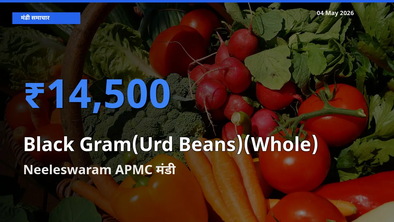 किसानों की पसंद बना Neeleswaram APMC, साबुत उड़द के सबसे अच्छे दाम