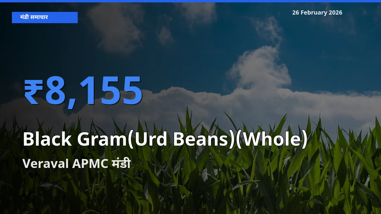 बाज़ार संकेत: Veraval APMC बना Black Gram(Urd Beans)(Whole) के लिए आज की टॉप मंडी