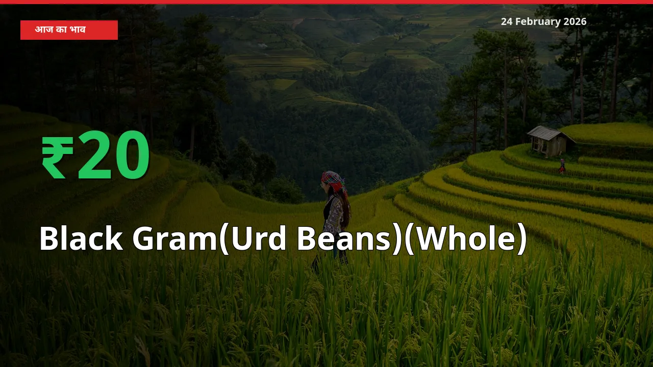 बाज़ार संकेत: Black Gram(Urd Beans)(Whole) के भाव मंडी में 20.4% ऊपर