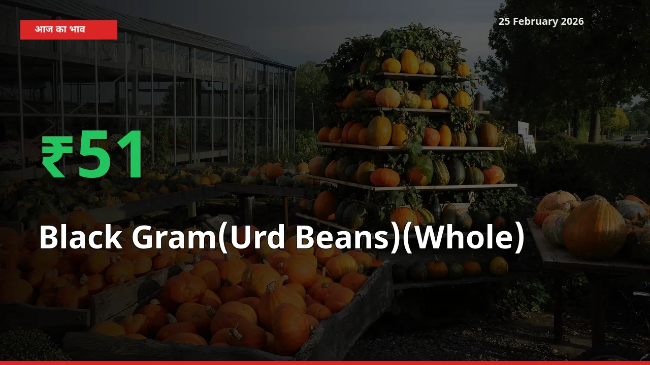 Black Gram(Urd Beans)(Whole) के दाम प्रमुख मंडी में 51.01% बढ़े, 24 घंटे में बड़ा बदलाव