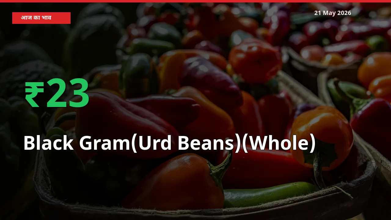 किसानों के लिए खुशखबरी! स्थानीय मंडी में साबुत उड़द 22.79% उछला