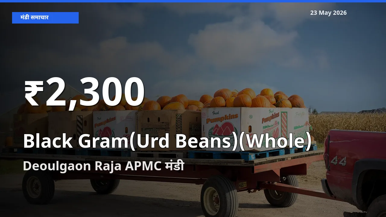 किसानों के लिए चिंता का विषय? साबुत उड़द के दाम Deoulgaon Raja APMC में 30 दिन के न्यूनतम स्तर पर