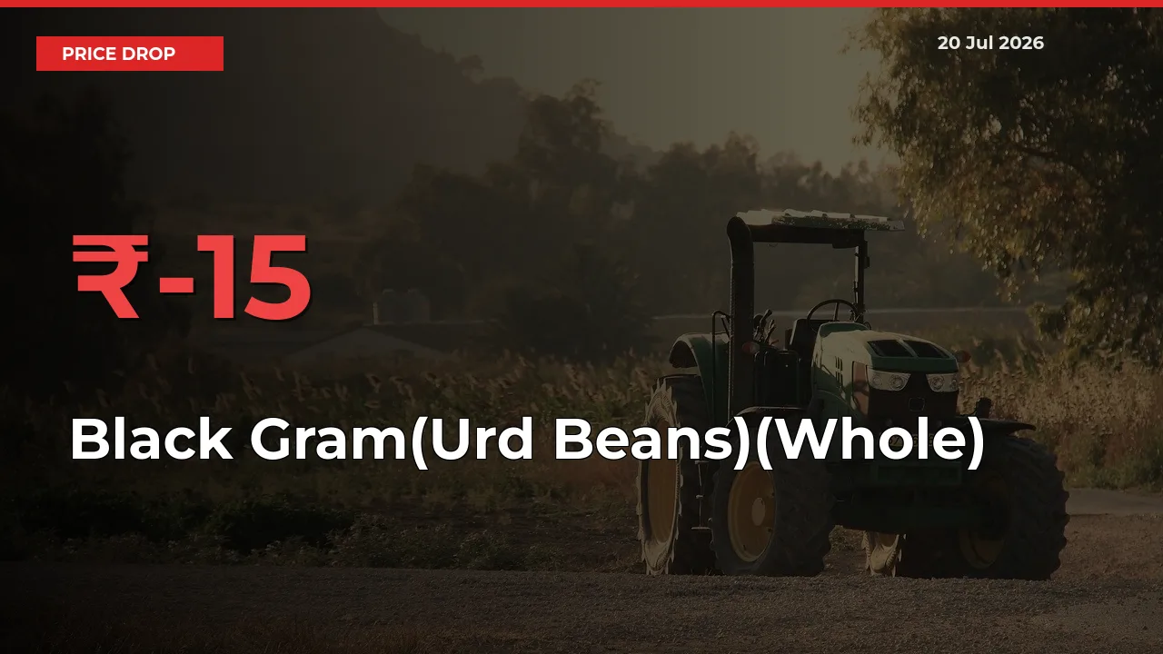 Black Gram(Urd Beans)(Whole) Prices Drop 15.06% – July 20 Market Update from Mandis