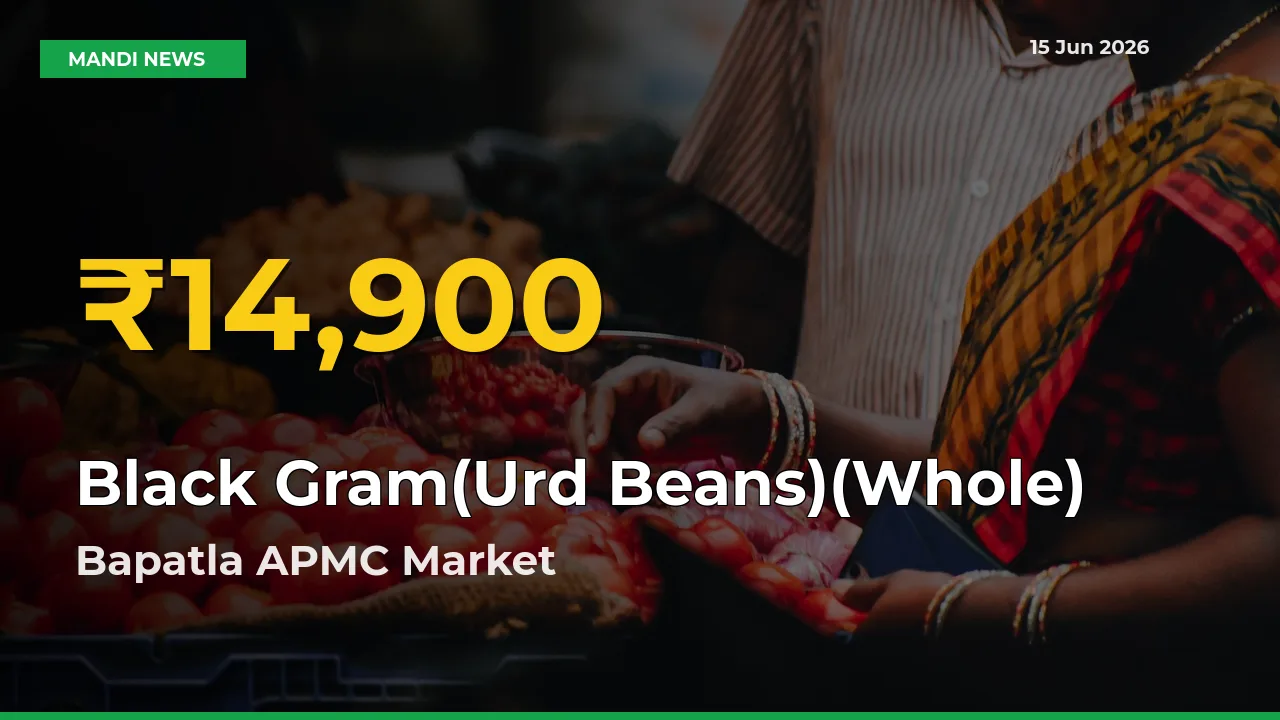 Black Gram(Urd Beans)(Whole) Hits Fresh High in Bapatla APMC Today
