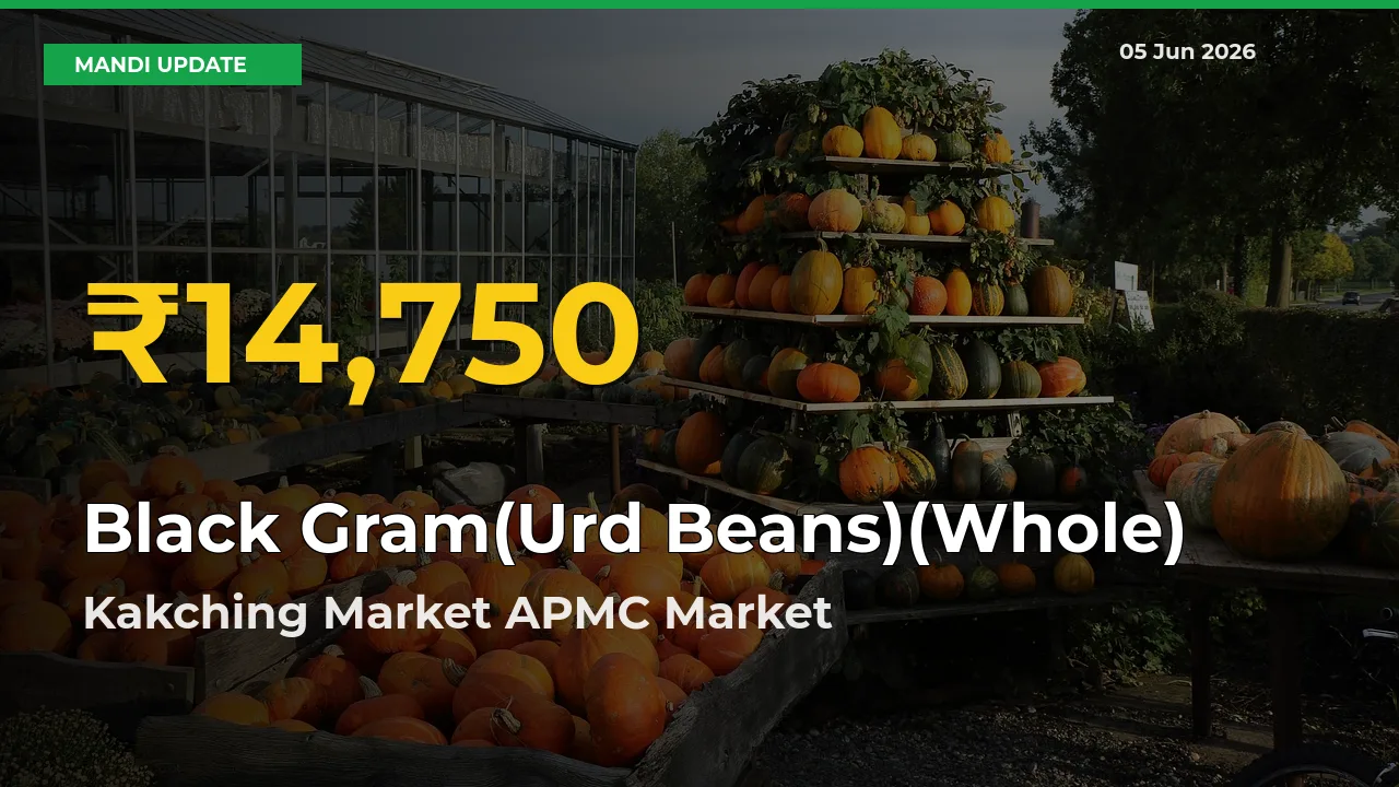 Farmers Benefit as Black Gram(Urd Beans)(Whole) Rate Touches New High in Kakching Market APMC