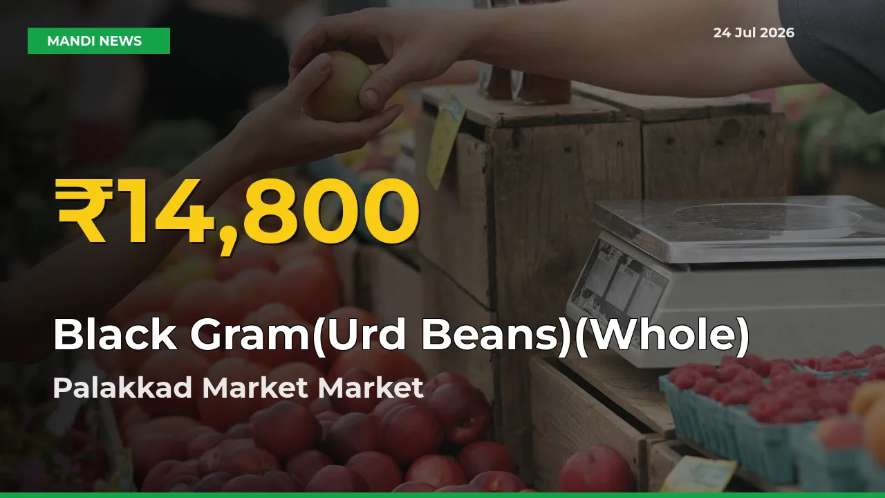 Black Gram(Urd Beans)(Whole) Price Hits New High in Palakkad Market Today – Check Latest Mandi Rates