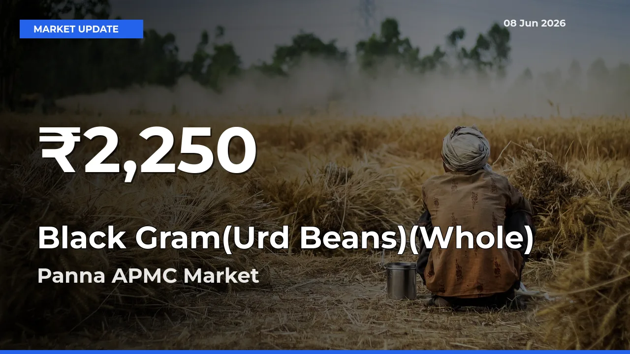 Black Gram(Urd Beans)(Whole) Mandi Rate Today: 30-Day Low Recorded in Panna APMC