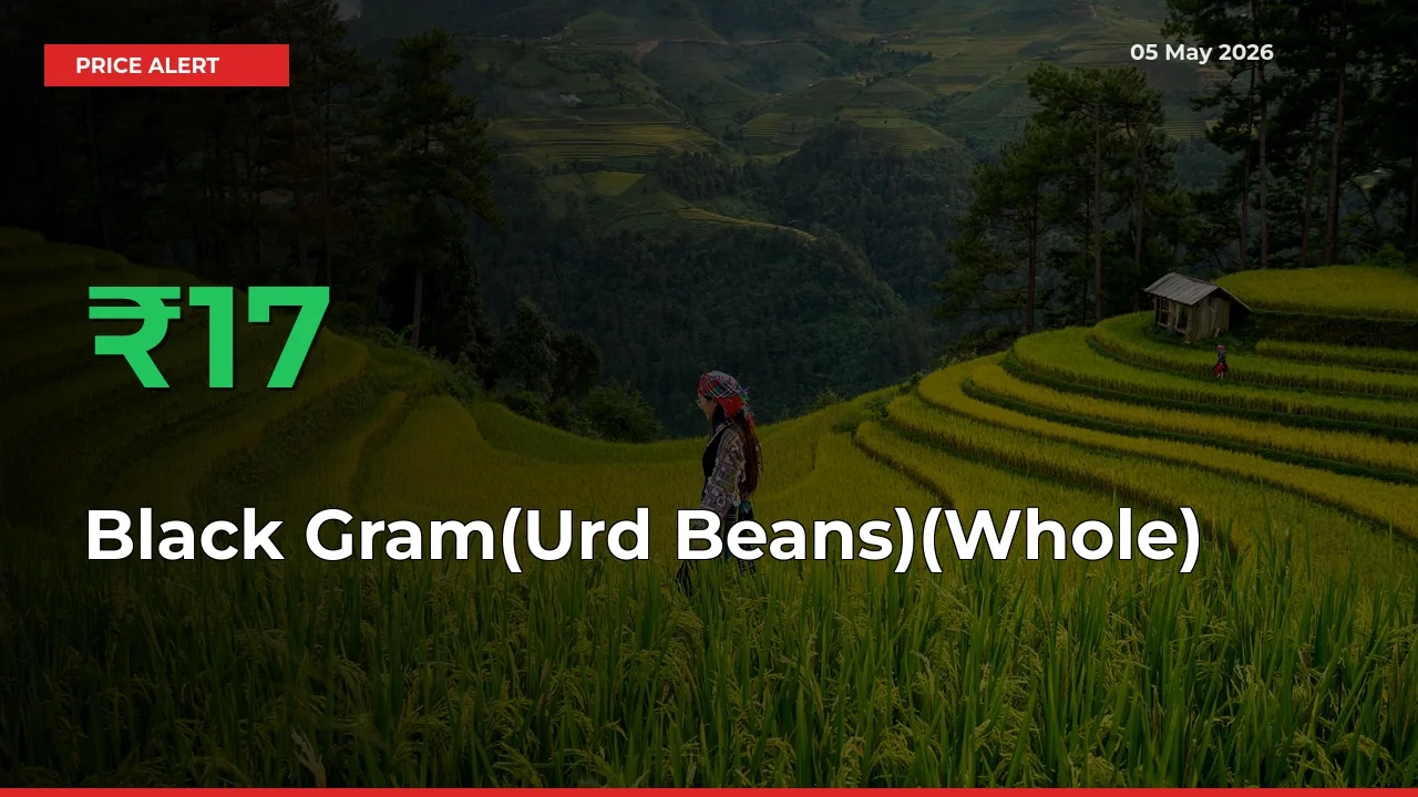 Black Gram(Urd Beans)(Whole) Mandi Rate Today: Prices Jump 17.36% at Market