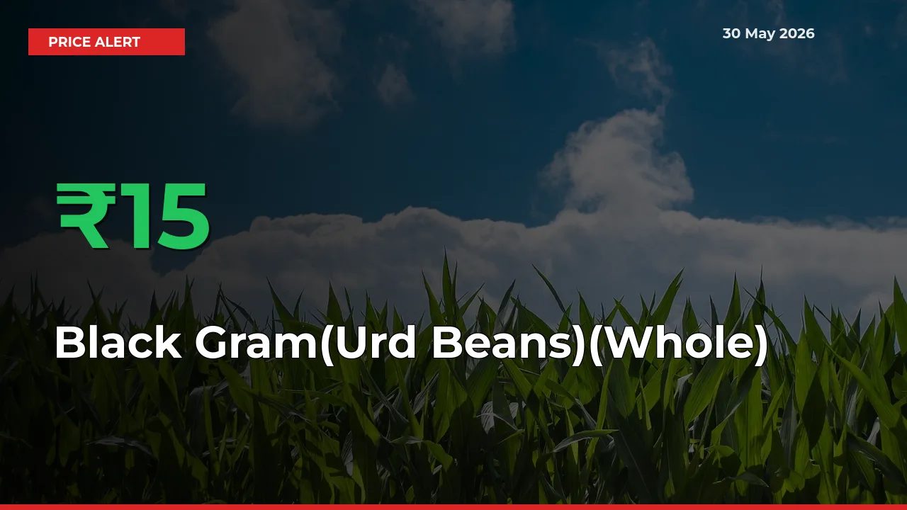 Black Gram(Urd Beans)(Whole) Rises 15.16% at Mandis