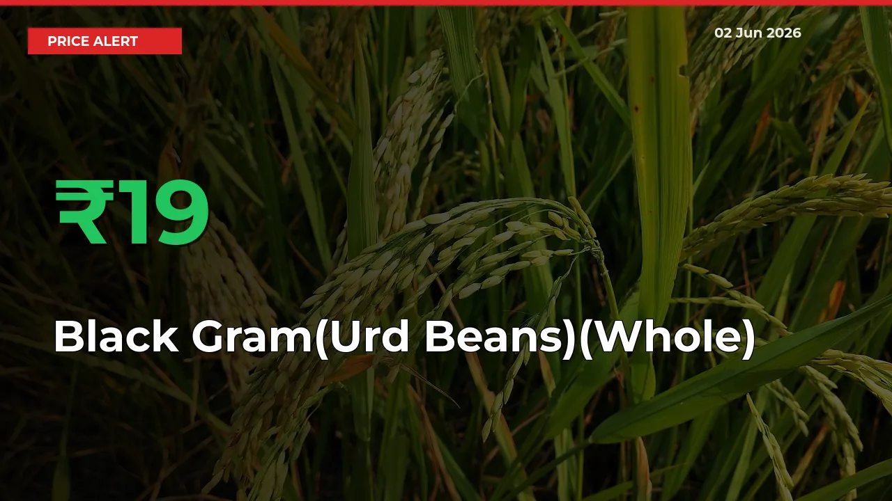 This Mandi Records 19.33% Jump in Black Gram(Urd Beans)(Whole) Prices