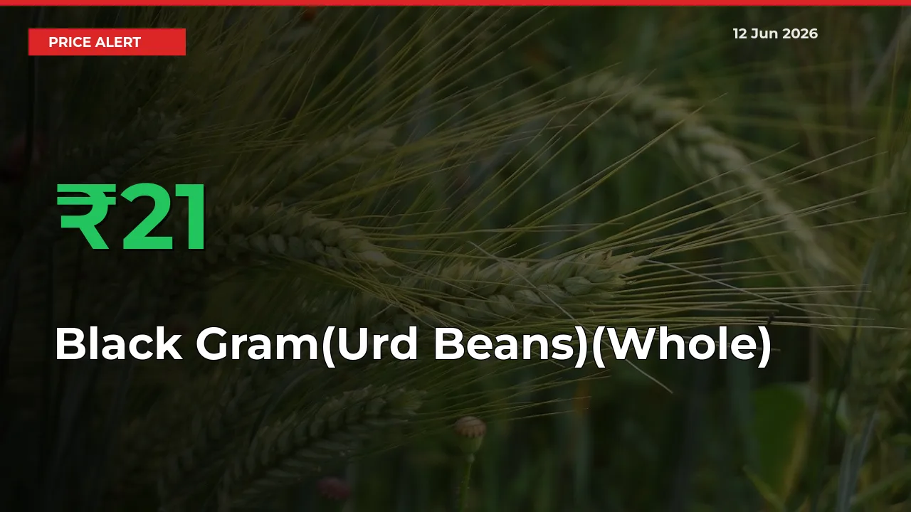Why Black Gram(Urd Beans)(Whole) Prices Rose 20.98% in a Day at Mandis