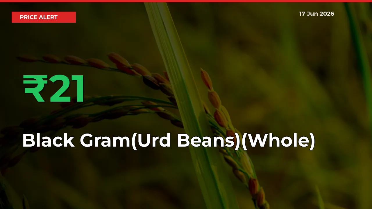 21.48% Spike in Black Gram(Urd Beans)(Whole) Prices – Mandi Sees Sudden Rally